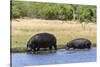 Hippopotamus (Hippopotamus amphibius), Khwai Concession, Okavango Delta, Botswana, Africa-Sergio Pitamitz-Stretched Canvas