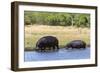 Hippopotamus (Hippopotamus amphibius), Khwai Concession, Okavango Delta, Botswana, Africa-Sergio Pitamitz-Framed Photographic Print