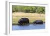 Hippopotamus (Hippopotamus amphibius), Khwai Concession, Okavango Delta, Botswana, Africa-Sergio Pitamitz-Framed Photographic Print