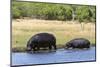 Hippopotamus (Hippopotamus amphibius), Khwai Concession, Okavango Delta, Botswana, Africa-Sergio Pitamitz-Mounted Photographic Print
