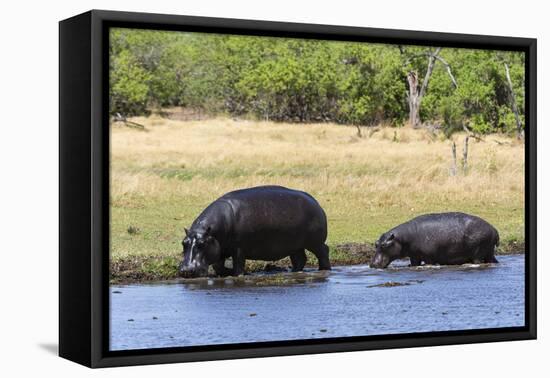 Hippopotamus (Hippopotamus amphibius), Khwai Concession, Okavango Delta, Botswana, Africa-Sergio Pitamitz-Framed Stretched Canvas