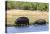 Hippopotamus (Hippopotamus amphibius), Khwai Concession, Okavango Delta, Botswana, Africa-Sergio Pitamitz-Stretched Canvas