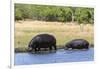 Hippopotamus (Hippopotamus amphibius), Khwai Concession, Okavango Delta, Botswana, Africa-Sergio Pitamitz-Framed Photographic Print