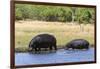 Hippopotamus (Hippopotamus amphibius), Khwai Concession, Okavango Delta, Botswana, Africa-Sergio Pitamitz-Framed Photographic Print