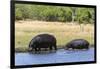 Hippopotamus (Hippopotamus amphibius), Khwai Concession, Okavango Delta, Botswana, Africa-Sergio Pitamitz-Framed Photographic Print