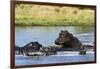 Hippopotamus (Hippopotamus amphibius), Khwai Concession, Okavango Delta, Botswana, Africa-Sergio Pitamitz-Framed Photographic Print