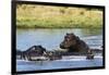 Hippopotamus (Hippopotamus amphibius), Khwai Concession, Okavango Delta, Botswana, Africa-Sergio Pitamitz-Framed Photographic Print