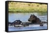 Hippopotamus (Hippopotamus amphibius), Khwai Concession, Okavango Delta, Botswana, Africa-Sergio Pitamitz-Framed Stretched Canvas