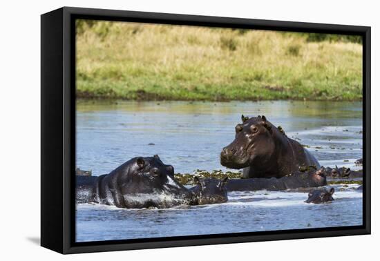 Hippopotamus (Hippopotamus amphibius), Khwai Concession, Okavango Delta, Botswana, Africa-Sergio Pitamitz-Framed Stretched Canvas