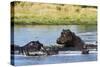 Hippopotamus (Hippopotamus amphibius), Khwai Concession, Okavango Delta, Botswana, Africa-Sergio Pitamitz-Stretched Canvas