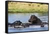 Hippopotamus (Hippopotamus amphibius), Khwai Concession, Okavango Delta, Botswana, Africa-Sergio Pitamitz-Framed Stretched Canvas