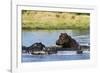 Hippopotamus (Hippopotamus amphibius), Khwai Concession, Okavango Delta, Botswana, Africa-Sergio Pitamitz-Framed Photographic Print