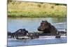 Hippopotamus (Hippopotamus amphibius), Khwai Concession, Okavango Delta, Botswana, Africa-Sergio Pitamitz-Mounted Photographic Print