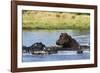 Hippopotamus (Hippopotamus amphibius), Khwai Concession, Okavango Delta, Botswana, Africa-Sergio Pitamitz-Framed Photographic Print