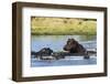 Hippopotamus (Hippopotamus amphibius), Khwai Concession, Okavango Delta, Botswana, Africa-Sergio Pitamitz-Framed Photographic Print