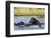 Hippopotamus (Hippopotamus amphibius), Khwai Concession, Okavango Delta, Botswana, Africa-Sergio Pitamitz-Framed Photographic Print