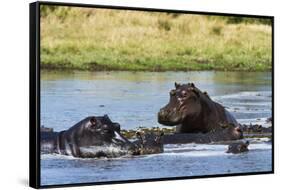 Hippopotamus (Hippopotamus amphibius), Khwai Concession, Okavango Delta, Botswana, Africa-Sergio Pitamitz-Framed Stretched Canvas