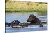 Hippopotamus (Hippopotamus amphibius), Khwai Concession, Okavango Delta, Botswana, Africa-Sergio Pitamitz-Stretched Canvas