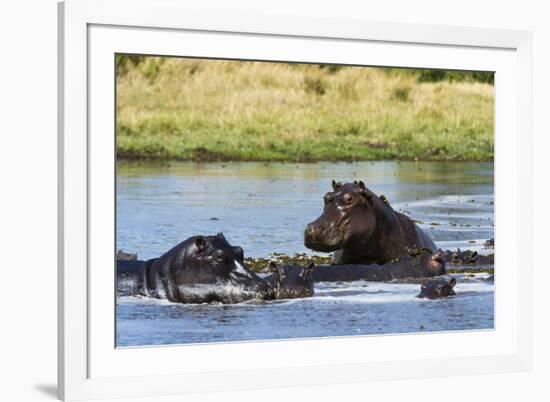 Hippopotamus (Hippopotamus amphibius), Khwai Concession, Okavango Delta, Botswana, Africa-Sergio Pitamitz-Framed Photographic Print