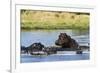 Hippopotamus (Hippopotamus amphibius), Khwai Concession, Okavango Delta, Botswana, Africa-Sergio Pitamitz-Framed Photographic Print