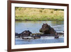 Hippopotamus (Hippopotamus amphibius), Khwai Concession, Okavango Delta, Botswana, Africa-Sergio Pitamitz-Framed Photographic Print