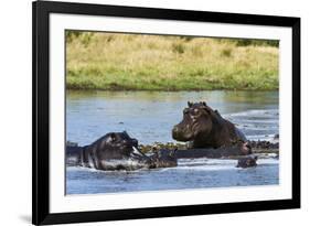 Hippopotamus (Hippopotamus amphibius), Khwai Concession, Okavango Delta, Botswana, Africa-Sergio Pitamitz-Framed Photographic Print