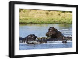 Hippopotamus (Hippopotamus amphibius), Khwai Concession, Okavango Delta, Botswana, Africa-Sergio Pitamitz-Framed Photographic Print