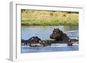 Hippopotamus (Hippopotamus amphibius), Khwai Concession, Okavango Delta, Botswana, Africa-Sergio Pitamitz-Framed Photographic Print