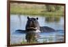 Hippopotamus (Hippopotamus amphibius), Khwai Conservation Area, Okavango Delta, Botswana, Africa-Sergio Pitamitz-Framed Photographic Print