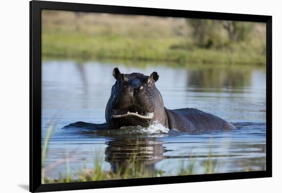 Hippopotamus (Hippopotamus amphibius), Khwai Conservation Area, Okavango Delta, Botswana, Africa-Sergio Pitamitz-Framed Photographic Print