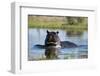 Hippopotamus (Hippopotamus amphibius), Khwai Conservation Area, Okavango Delta, Botswana, Africa-Sergio Pitamitz-Framed Photographic Print