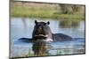 Hippopotamus (Hippopotamus amphibius), Khwai Conservation Area, Okavango Delta, Botswana, Africa-Sergio Pitamitz-Mounted Photographic Print