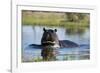 Hippopotamus (Hippopotamus amphibius), Khwai Conservation Area, Okavango Delta, Botswana, Africa-Sergio Pitamitz-Framed Photographic Print