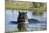 Hippopotamus (Hippopotamus amphibius), Khwai Conservation Area, Okavango Delta, Botswana, Africa-Sergio Pitamitz-Mounted Photographic Print