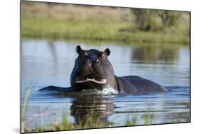 Hippopotamus (Hippopotamus amphibius), Khwai Conservation Area, Okavango Delta, Botswana, Africa-Sergio Pitamitz-Mounted Photographic Print