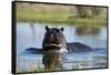 Hippopotamus (Hippopotamus amphibius), Khwai Conservation Area, Okavango Delta, Botswana, Africa-Sergio Pitamitz-Framed Stretched Canvas