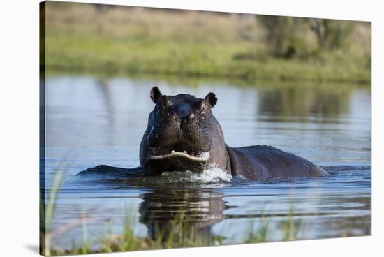 Hippopotamus (Hippopotamus amphibius), Khwai Conservation Area, Okavango Delta, Botswana, Africa-Sergio Pitamitz-Stretched Canvas