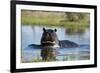 Hippopotamus (Hippopotamus amphibius), Khwai Conservation Area, Okavango Delta, Botswana, Africa-Sergio Pitamitz-Framed Photographic Print