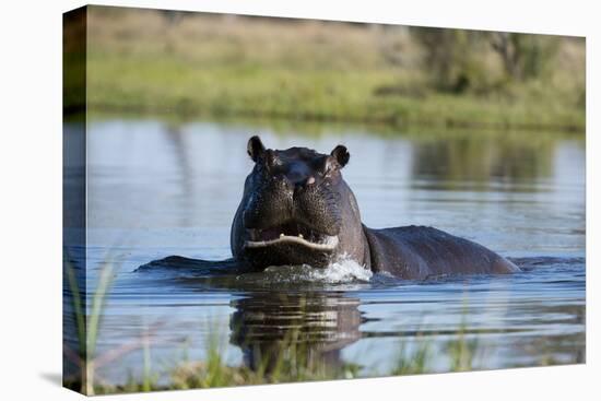 Hippopotamus (Hippopotamus amphibius), Khwai Conservation Area, Okavango Delta, Botswana, Africa-Sergio Pitamitz-Stretched Canvas