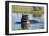 Hippopotamus (Hippopotamus amphibius), Khwai Conservation Area, Okavango Delta, Botswana, Africa-Sergio Pitamitz-Framed Photographic Print