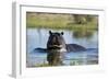 Hippopotamus (Hippopotamus amphibius), Khwai Conservation Area, Okavango Delta, Botswana, Africa-Sergio Pitamitz-Framed Photographic Print