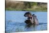 Hippopotamus (Hippopotamus amphibius), Khwai Conservation Area, Okavango Delta, Botswana, Africa-Sergio Pitamitz-Stretched Canvas