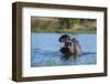 Hippopotamus (Hippopotamus amphibius), Khwai Conservation Area, Okavango Delta, Botswana, Africa-Sergio Pitamitz-Framed Photographic Print