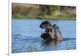 Hippopotamus (Hippopotamus amphibius), Khwai Conservation Area, Okavango Delta, Botswana, Africa-Sergio Pitamitz-Framed Photographic Print