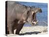 Hippopotamus (Hippopotamus Amphibius), Kruger National Park, Mpumalanga, South Africa, Africa-Ann & Steve Toon-Stretched Canvas