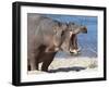 Hippopotamus (Hippopotamus Amphibius), Kruger National Park, Mpumalanga, South Africa, Africa-Ann & Steve Toon-Framed Photographic Print