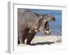 Hippopotamus (Hippopotamus Amphibius), Kruger National Park, Mpumalanga, South Africa, Africa-Ann & Steve Toon-Framed Photographic Print