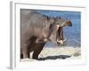 Hippopotamus (Hippopotamus Amphibius), Kruger National Park, Mpumalanga, South Africa, Africa-Ann & Steve Toon-Framed Photographic Print