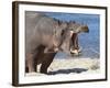 Hippopotamus (Hippopotamus Amphibius), Kruger National Park, Mpumalanga, South Africa, Africa-Ann & Steve Toon-Framed Photographic Print