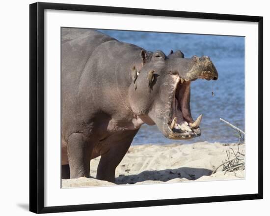 Hippopotamus (Hippopotamus Amphibius), Kruger National Park, Mpumalanga, South Africa, Africa-Ann & Steve Toon-Framed Photographic Print